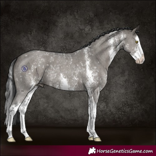 Horse Color:Grullo Sabino Splash 