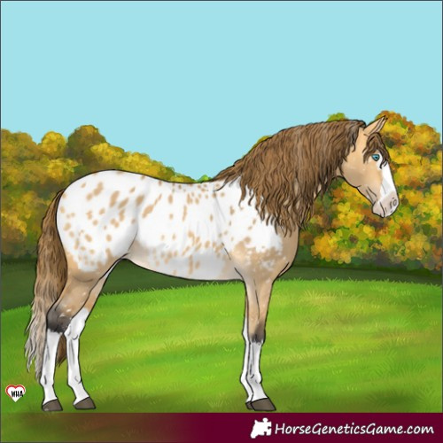 Horse Color:Buckskin Dun Splash Appaloosa