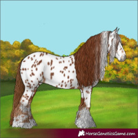 Horse Color:Gray Chestnut Near Leopard