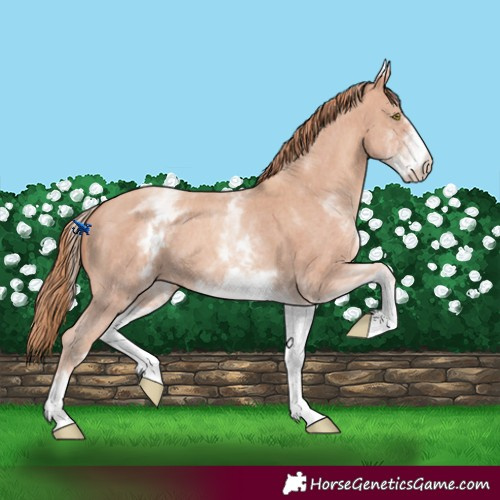 Horse Color:White Spotted Gold Champagne Sabino