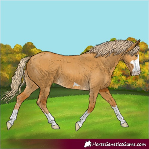 Horse Color:Unknown 