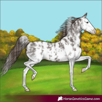 Horse Color:Liver Chestnut Sabino Splash Appaloosa 