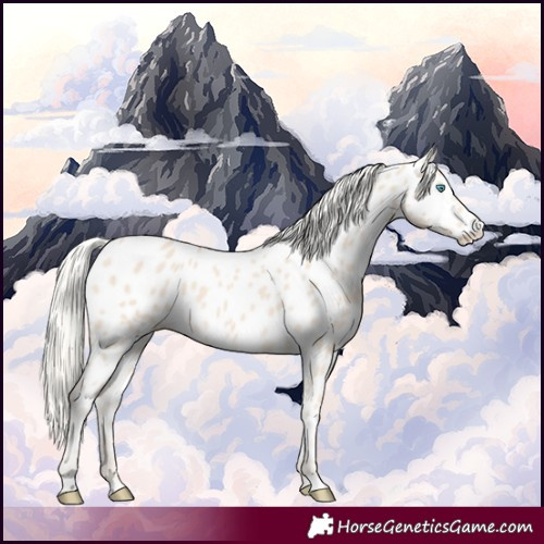 Horse Color:Cremello Appaloosa 