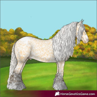 Horse Color:Silver Buckskin Dun Appaloosa