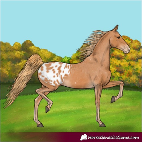 Horse Color:Chestnut Appaloosa 