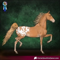 Horse Color:Chestnut Blanket 