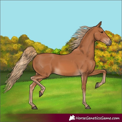 Horse Color:Chestnut 