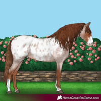 Horse Color:Red Roan Sabino Blanket 