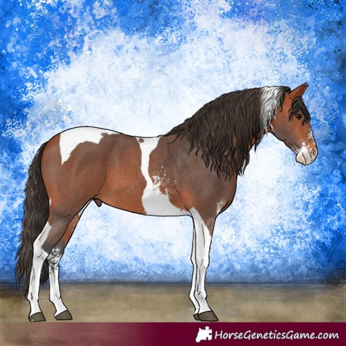 Horse Color:Bay Sabino Tobiano
