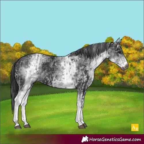Horse Color:Gray White Spotted Black  and Gray White Spotted Black 