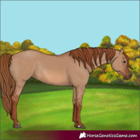 Horse Color:Red Dun Rabicano 
