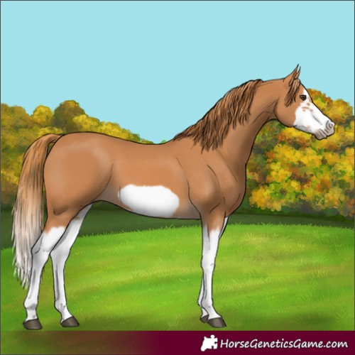 Horse Color:Chestnut Splash Frame 