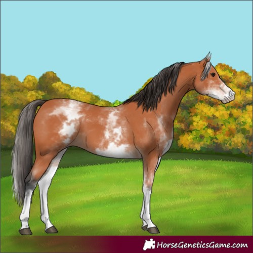 Horse Color:White Spotted Bay 