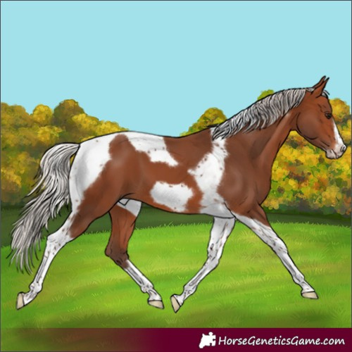 Horse Color:Silver Brown Tobiano Frame 