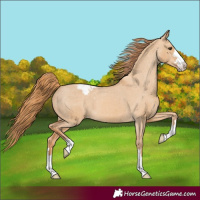 Horse Color:Red Dun Appaloosa 