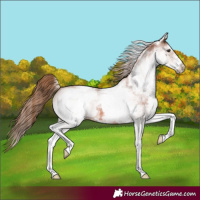 Horse Color:White Spotted Chestnut Appaloosa