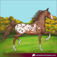 Horse Color:Chestnut Appaloosa