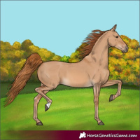 Horse Color:Red Dun 