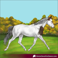 Horse Color:Brown Splash Tobiano Frame