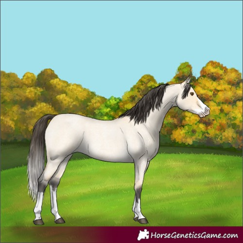 Horse Color:Buckskin Roan Dun Splash 