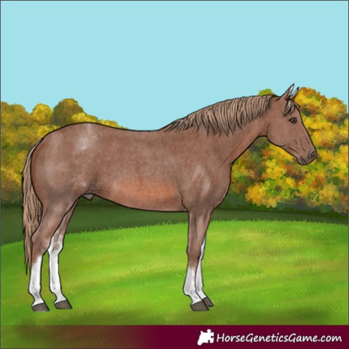 Horse Color:White Spotted Chestnut Sabino 