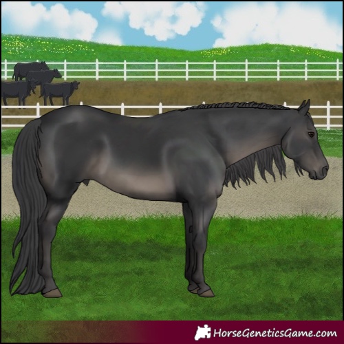Horse Color:Black 