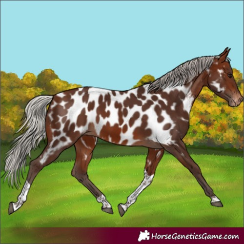Horse Color:Silver Brown Tobiano Appaloosa