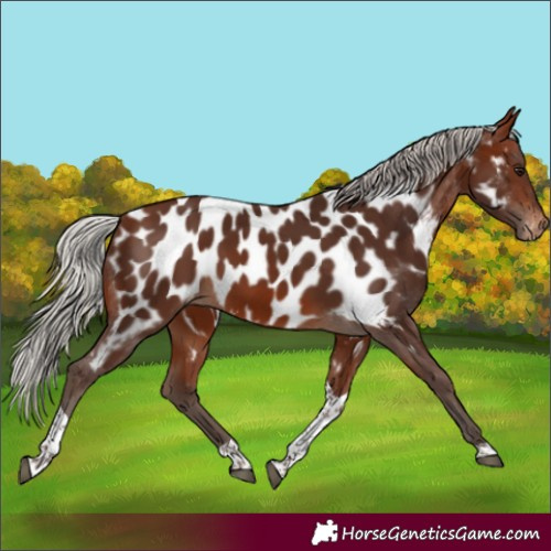 Horse Color:Silver Brown Tobiano Appaloosa 