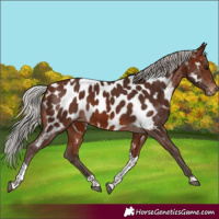 Horse Color:Silver Brown Tobiano Near Leopard 