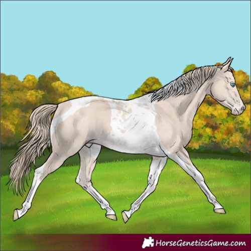 Horse Color:Smoky Creme Tobiano