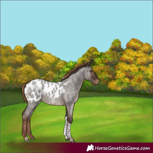 Horse Color:Liver Red Roan Tobiano Appaloosa Rabicano 