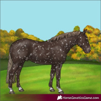 Horse Color:Liver Chestnut Tobiano Appaloosa Rabicano
