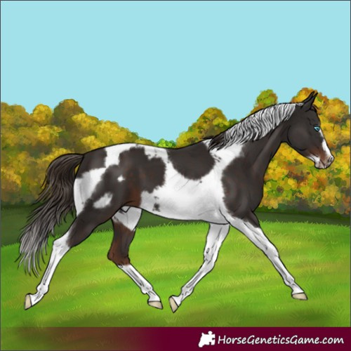 Horse Color:Liver Chestnut Tobiano Frame 