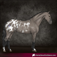 Horse Color:Grullo Appaloosa Rabicano