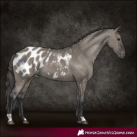 Horse Color:Grullo Appaloosa Rabicano 