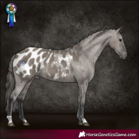 Horse Color:Grullo Appaloosa Rabicano 