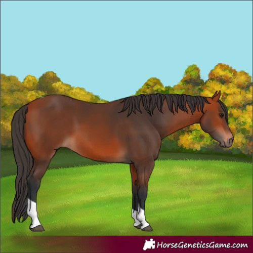 Horse Color:Bay Tobiano 
