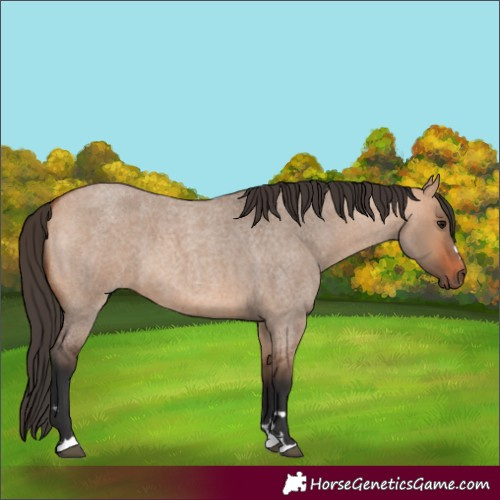 Horse Color:Bay Roan Dun 