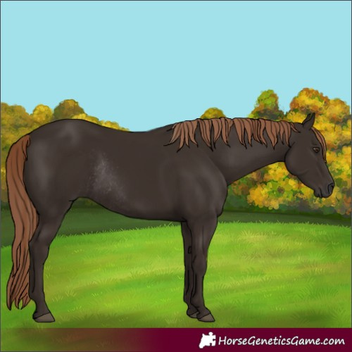 Horse Color:Unknown 