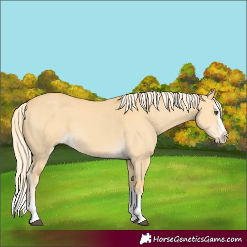 Horse Color:Unknown 