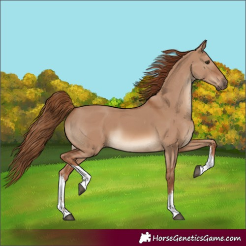 Horse Color:White Spotted Red Dun 