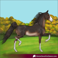 Horse Color:White Spotted Liver Chestnut 