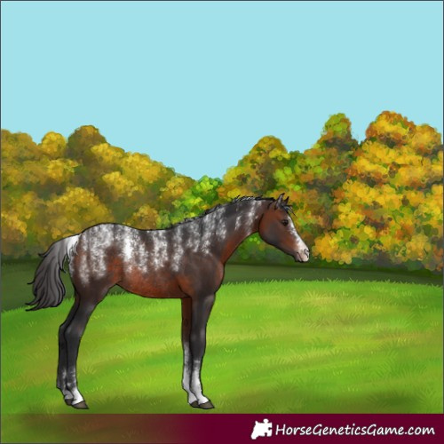 Horse Color:Powder White Brown Rabicano 