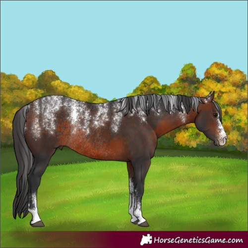Horse Color:Powder White Brown Rabicano 