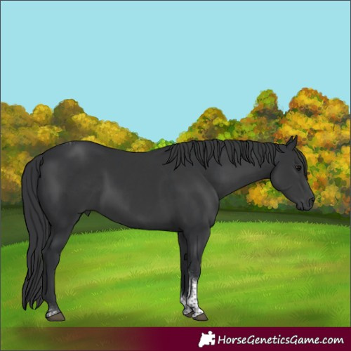 Horse Color:Black Tobiano Rabicano 