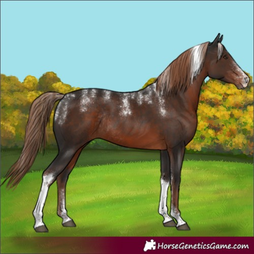 Horse Color:Powder White Liver Chestnut Tobiano Rabicano 