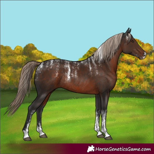 Horse Color:Powder White Liver Chestnut Rabicano