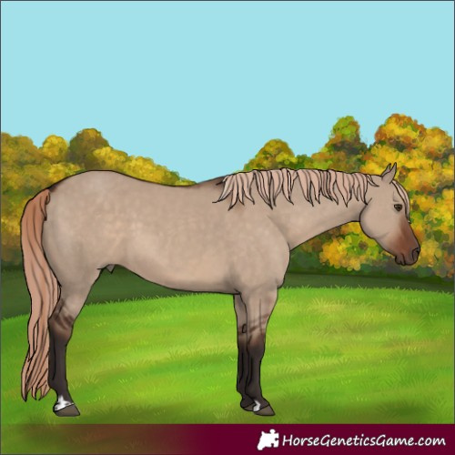 Horse Color:Liver Red Dun