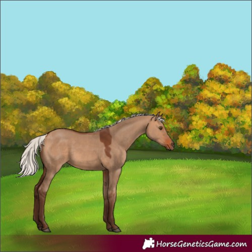Horse Color:Silver Bay Dun Rabicano 