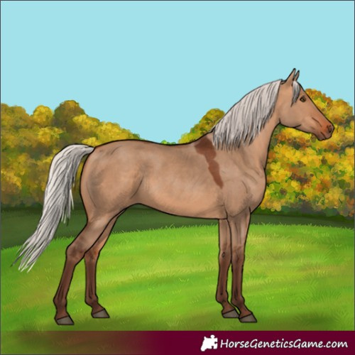 Horse Color:Silver Bay Dun Rabicano 